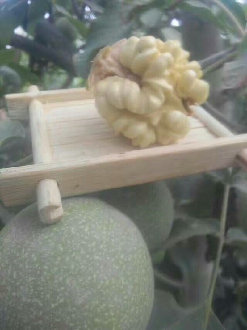 青皮核桃30mm以上青皮