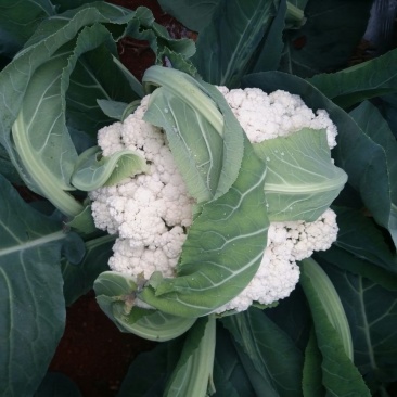 白花菜散装