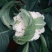 白花菜散装