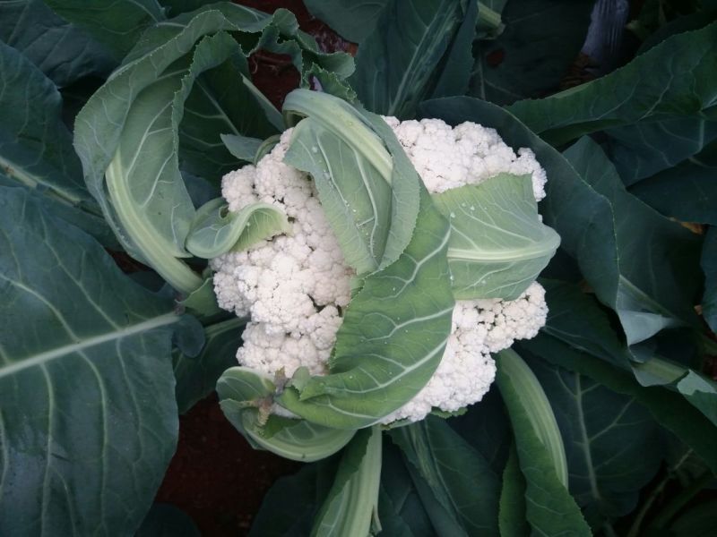 白花菜散装
