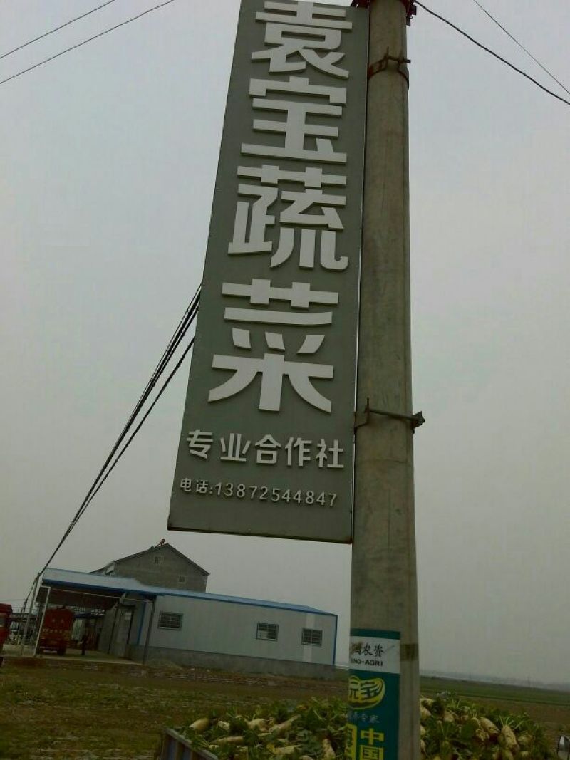 韩国白雪1.5~2斤起