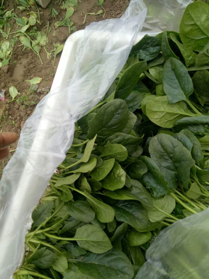 黑叶菠菜20~25厘米