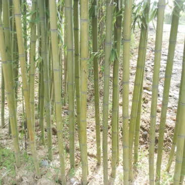 竹子3~4m