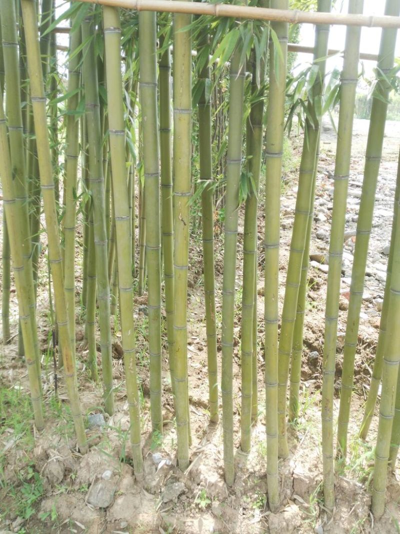 竹子3~4m