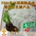 粉皮