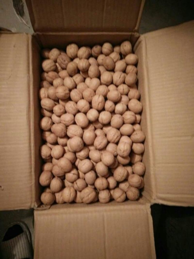 新新2号核桃去皮干