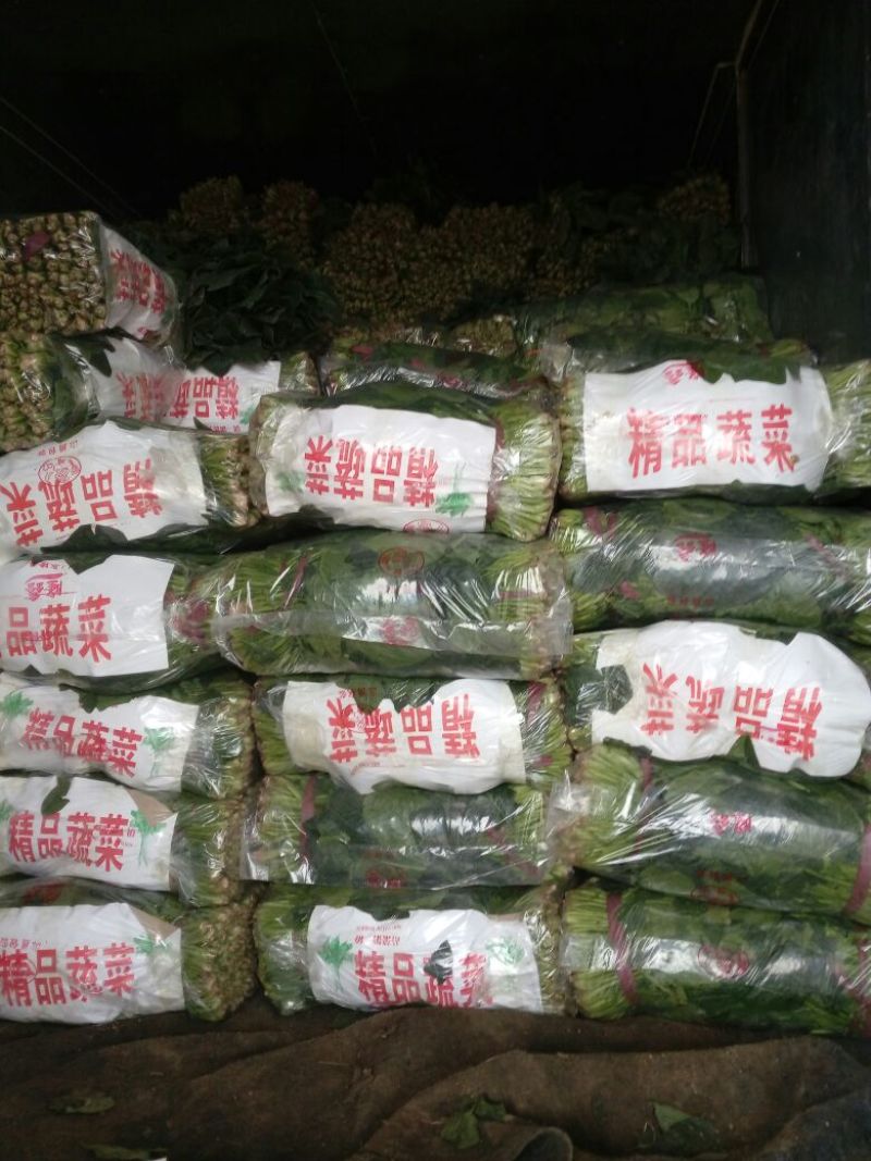 大叶菠菜20~25厘米