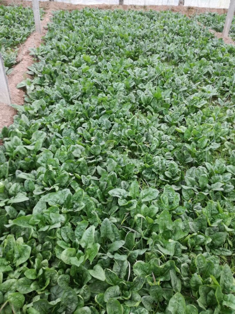 大叶菠菜15~20厘米