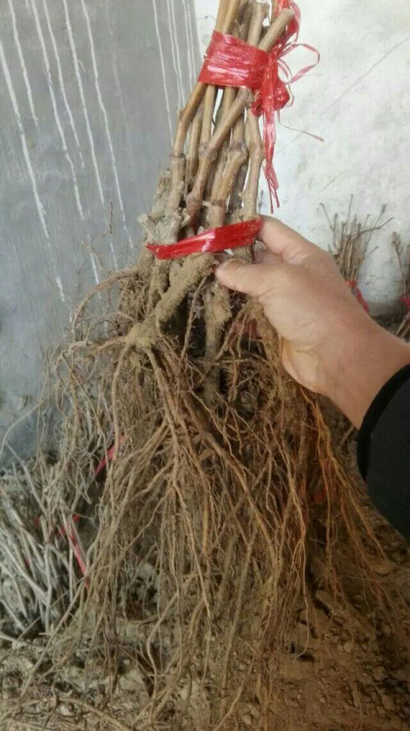 阳光玫瑰葡萄苗一年苗30~50cm纯度有保证假一赔十