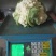 白花菜散装