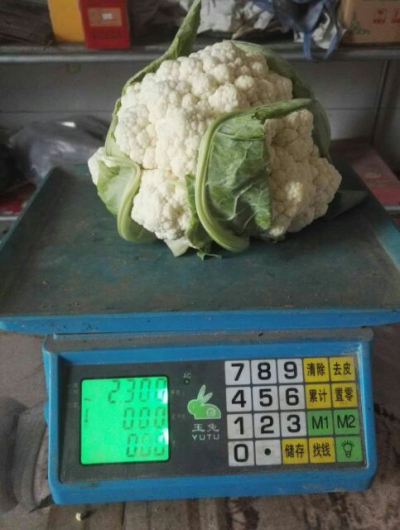 白花菜散装