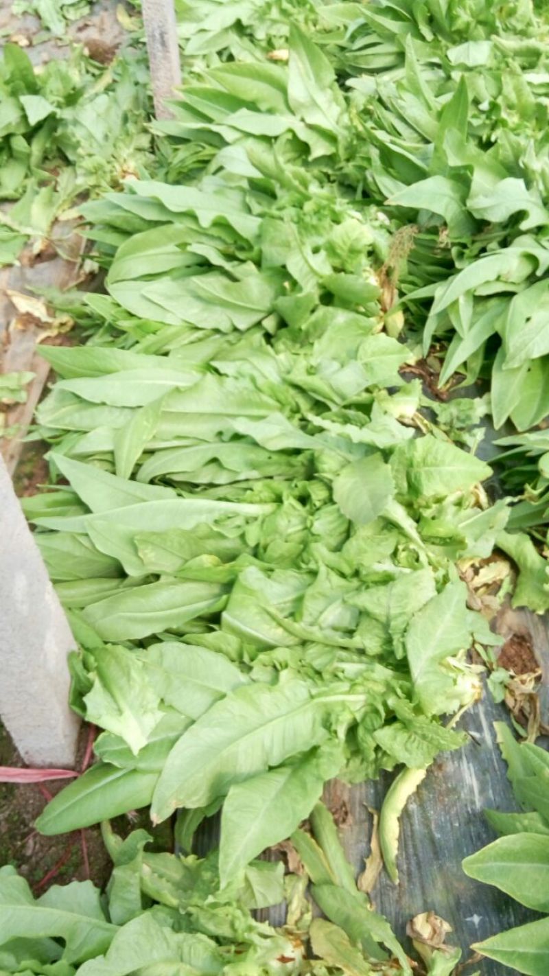 0.48元优质莴苣2~4斤，有便宜的好的孬