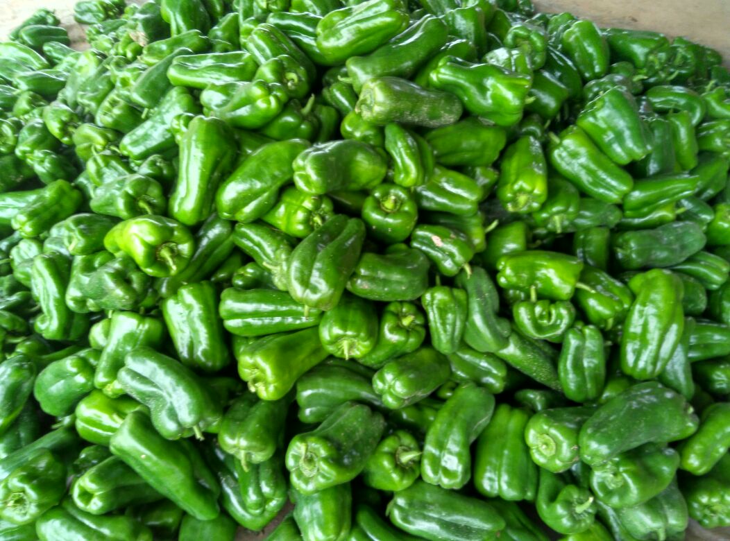 圆椒山东聊城莘县_批发_供应-一亩田农业网_专