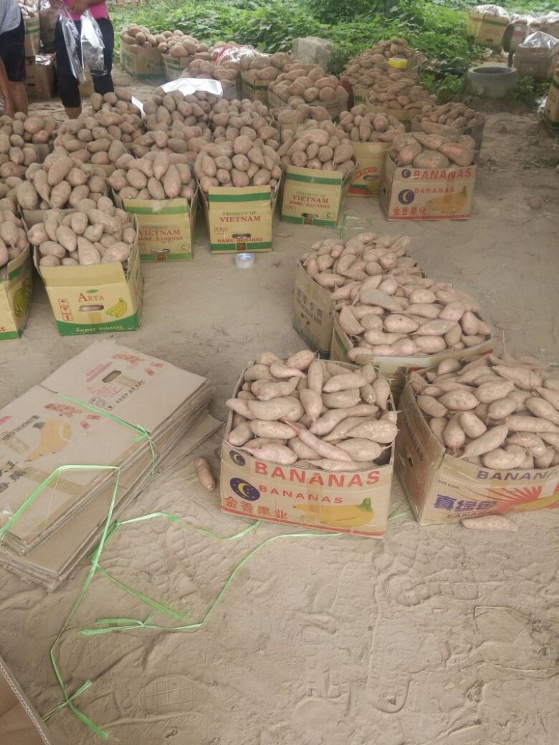 龙薯9号3两以上黄皮，黄心，每年7月1号左右大量上市