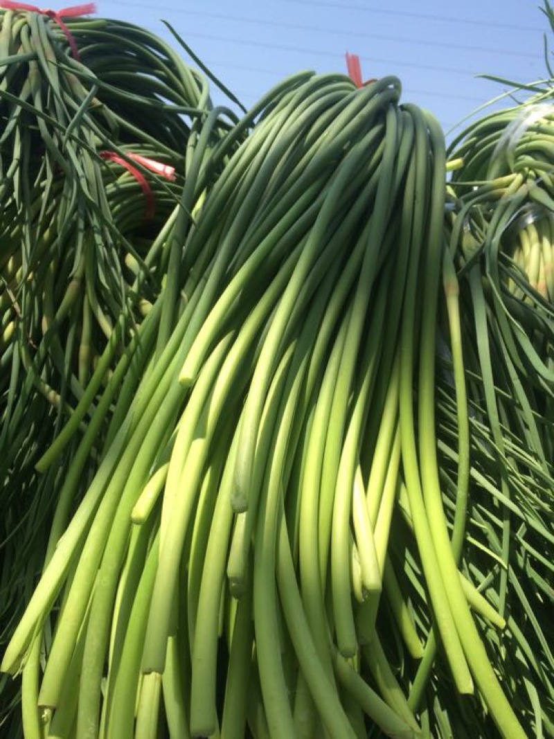 金乡杂交红帽蒜薹60-70公分