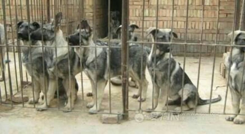 狼青犬母