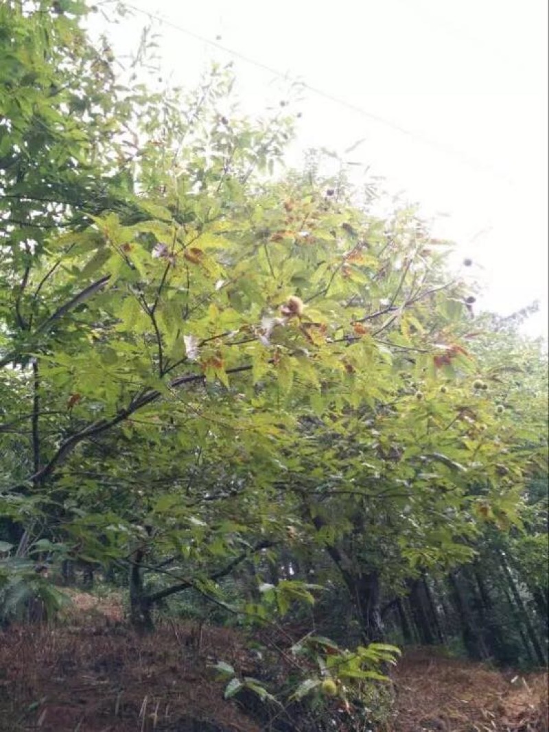锥栗板栗