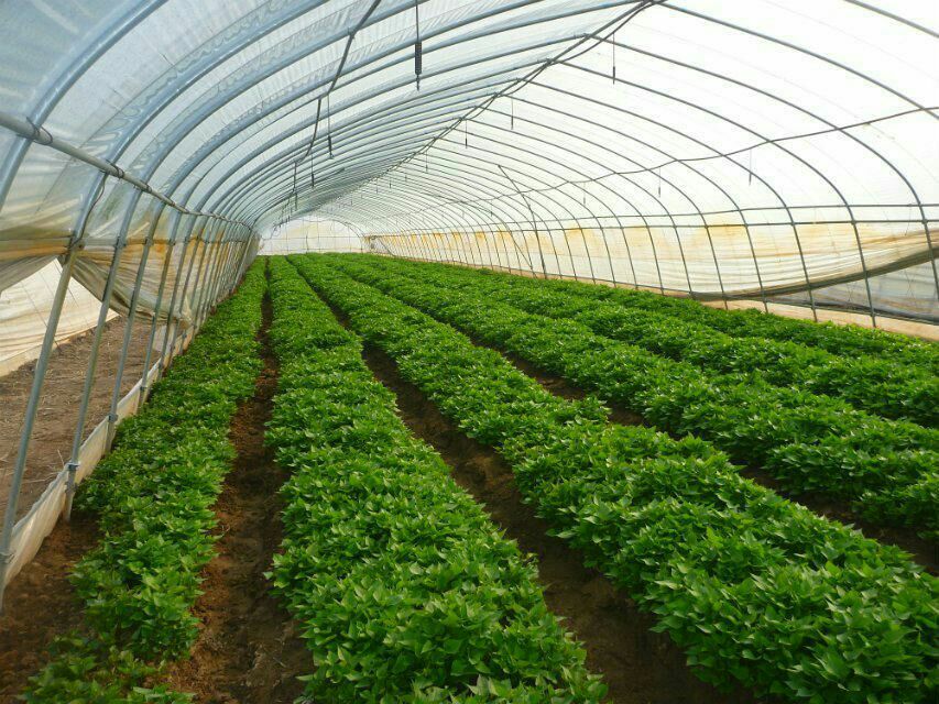 安徽宿州市泗县商薯19红薯苗 25~35cm批发_