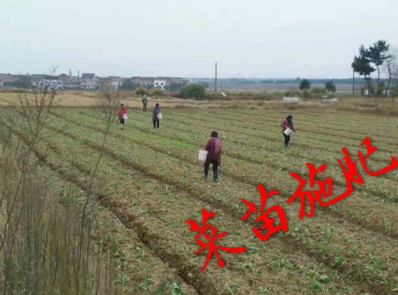 压榨菜籽油一级