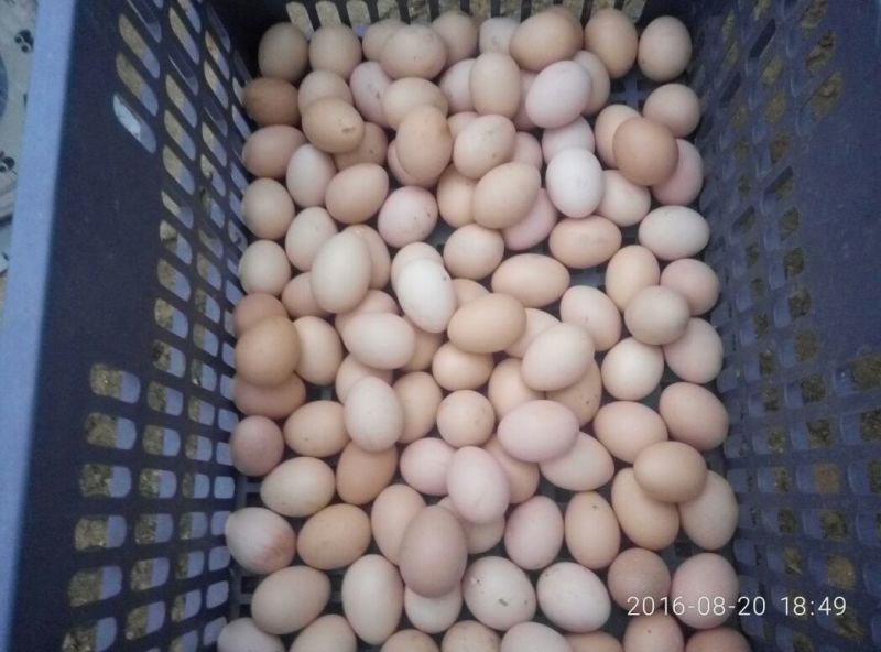土鸡蛋食用50g以下