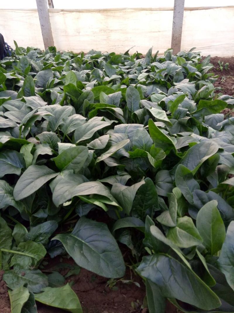 越冬菠菜25~30厘米