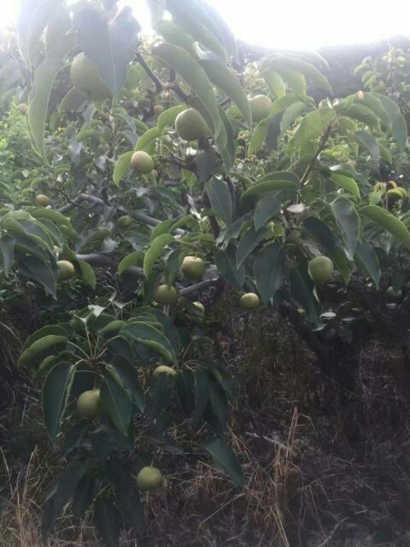 苹果梨200~250g纸箱
