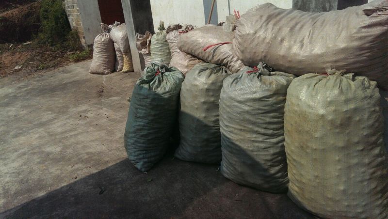 油茶籽100%以上