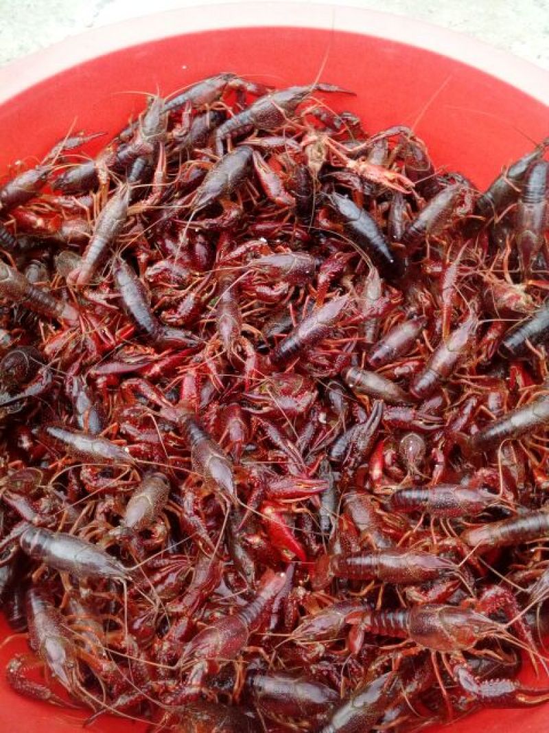 小龙虾食用8~10钱活虾