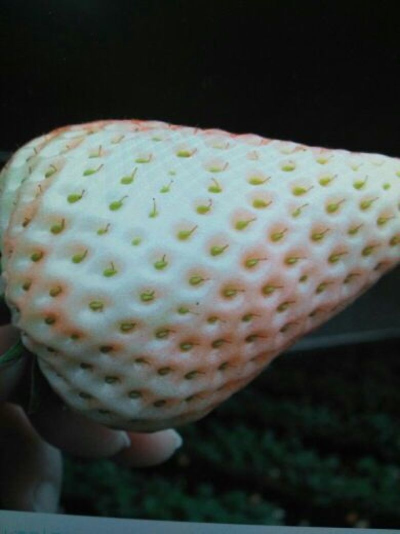 天仙醉草莓苗10~20cm
