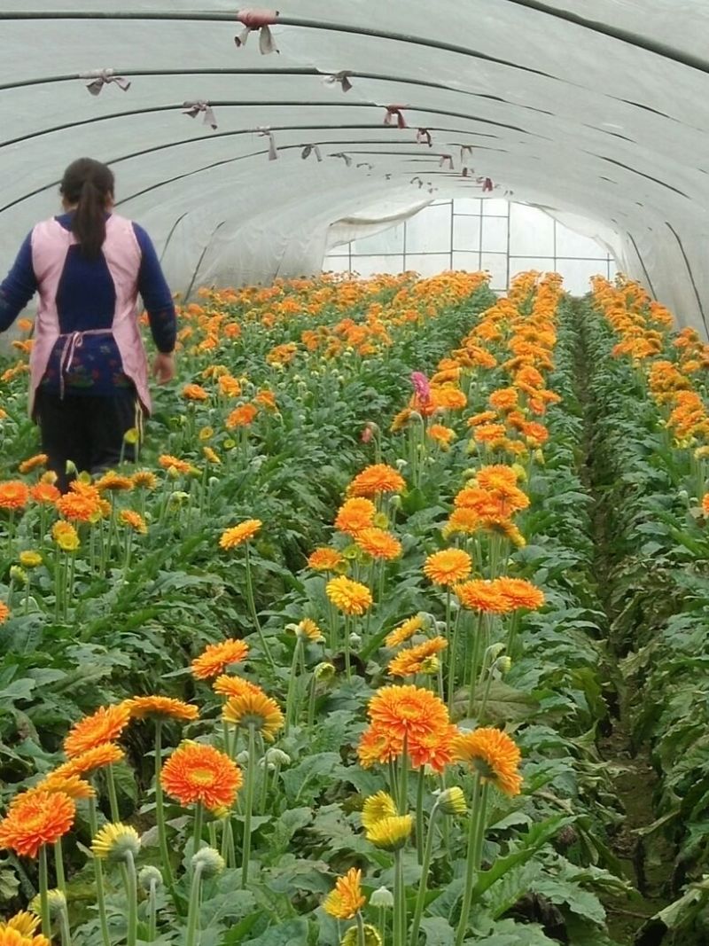 非洲菊鲜切花18枝一扎浙江海宁基地发货