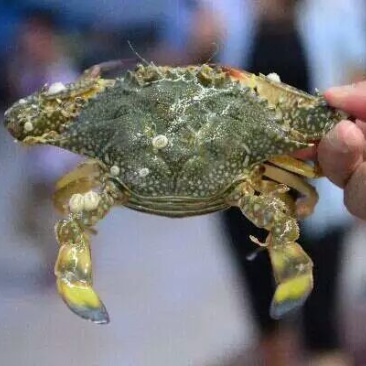 螃蟹红蓝花蟹食用