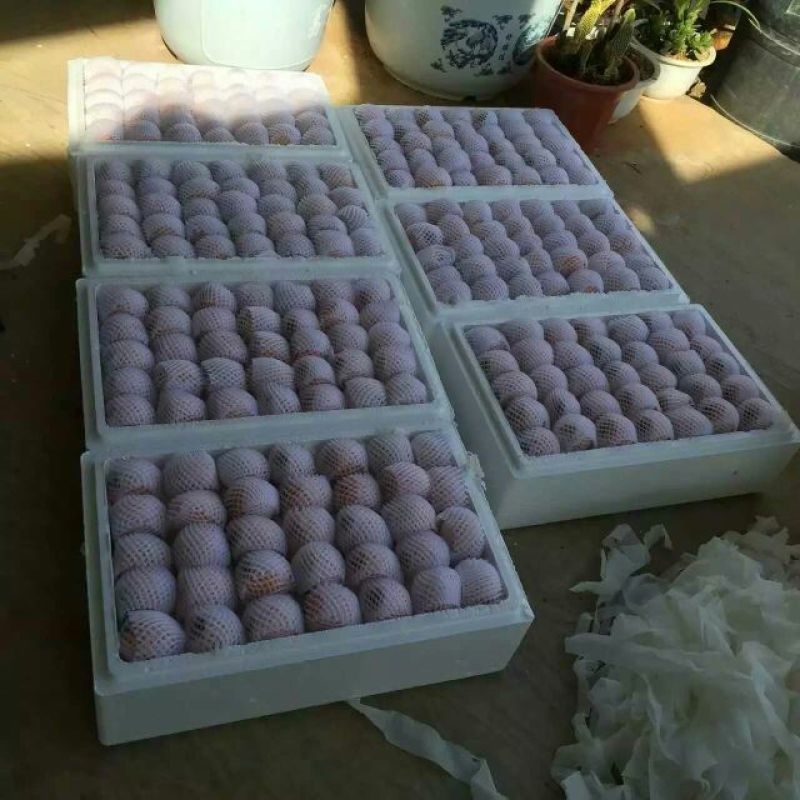 枇杷0.4两以上