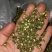 青花椒一级干