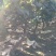 河北邯郸大量供应各种规格优质葡萄树1.5~2m