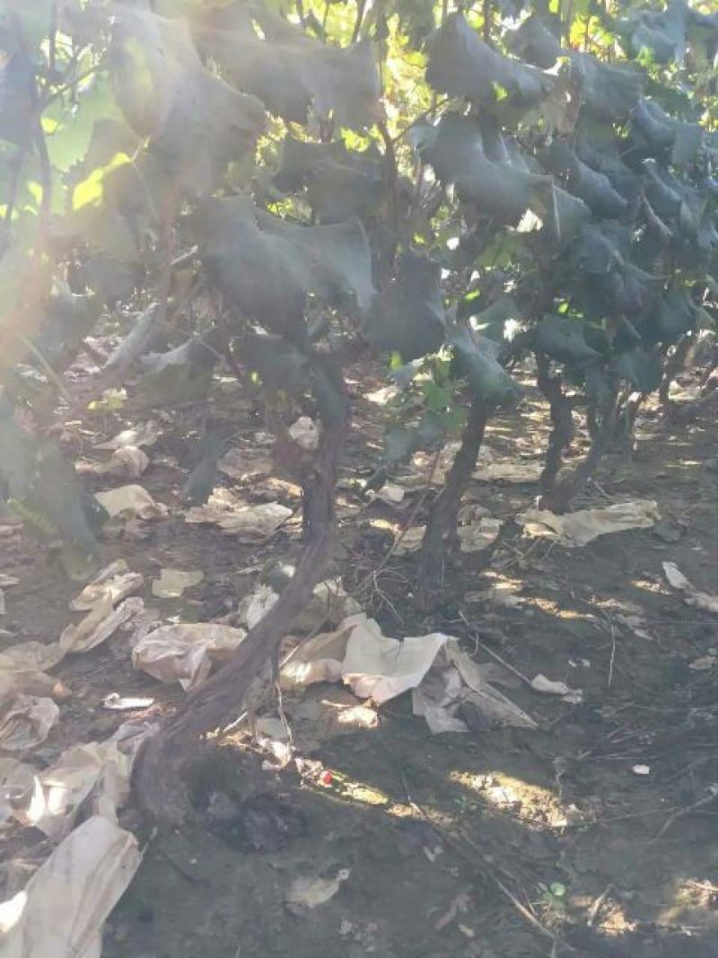 河北邯郸大量供应各种规格优质葡萄树1.5~2m
