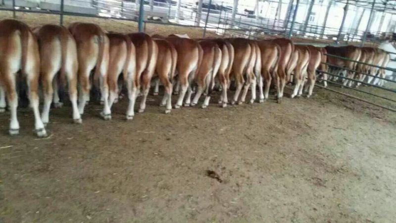 西门塔尔牛犊200~300kg