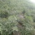 鲜辣椒10~15厘米青