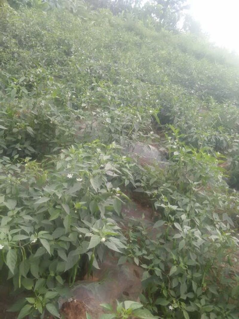 鲜辣椒10~15厘米青