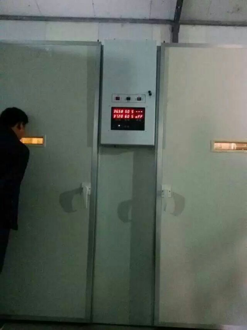 土鸡苗1斤以下