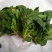 越冬菠菜20~25厘米