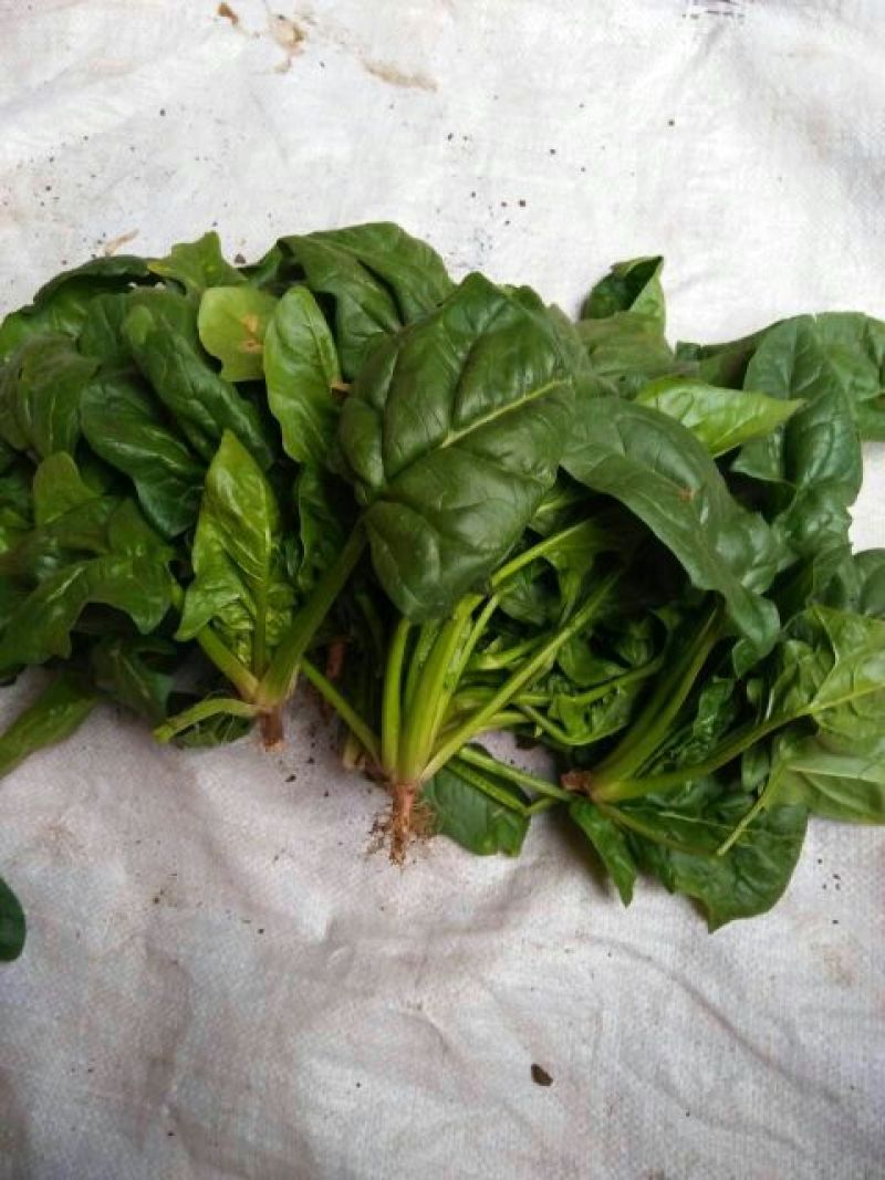 越冬菠菜20~25厘米