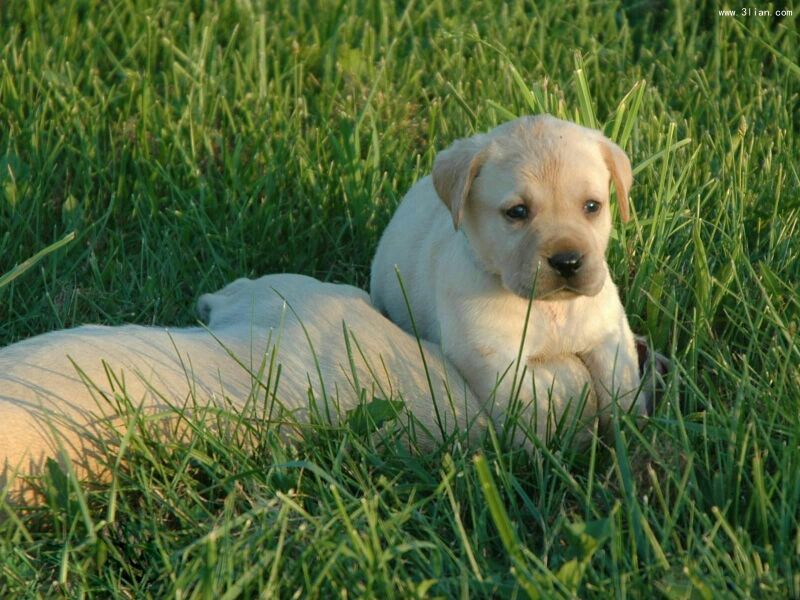 拉布拉多犬母