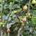无花果树10cm以下