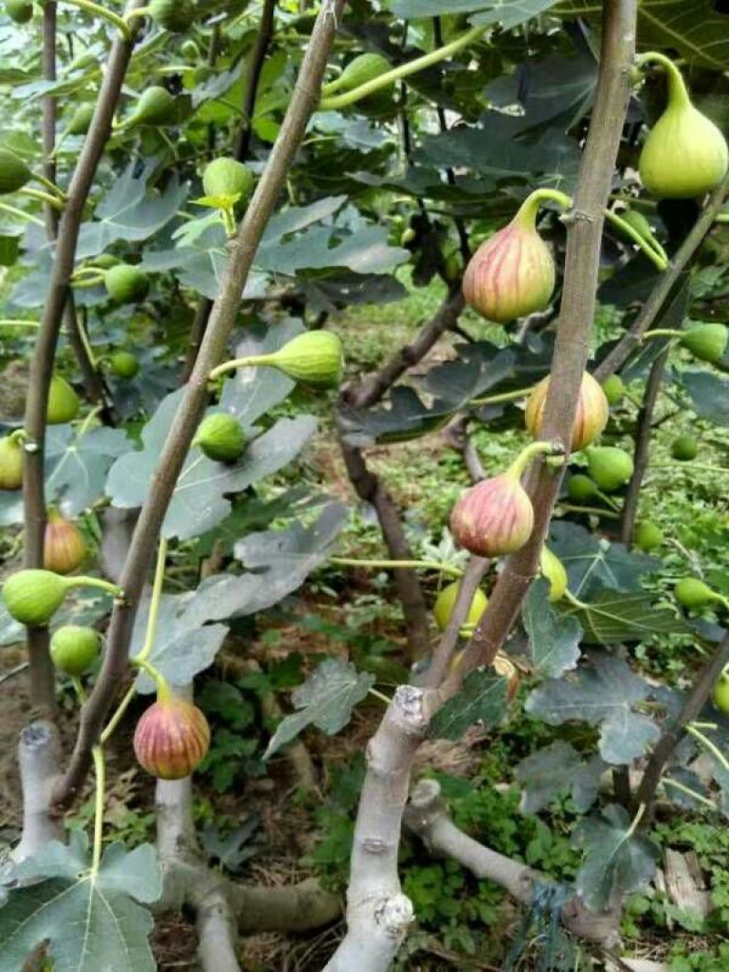 无花果树10cm以下
