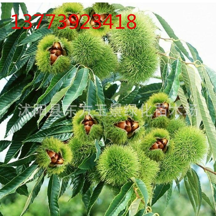 四川攀枝花市仁和区板栗 中粒 菜栗种批发_杨