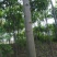 栾树6~8cm4~6cm4米以上