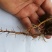 薄皮核桃30mm以上去皮