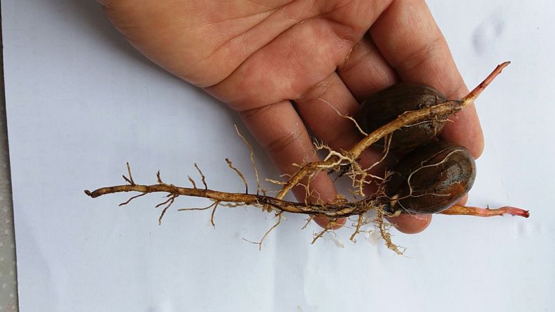 薄皮核桃30mm以上去皮