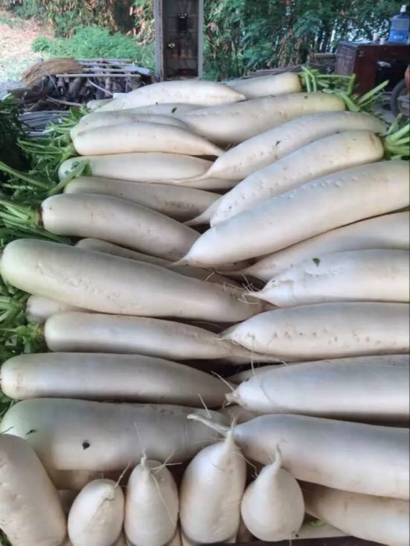 白萝卜
