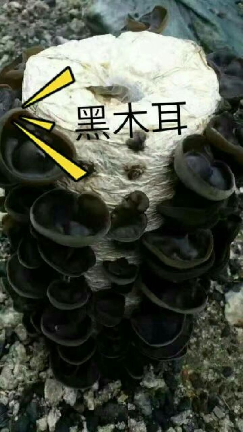 秋耳一级